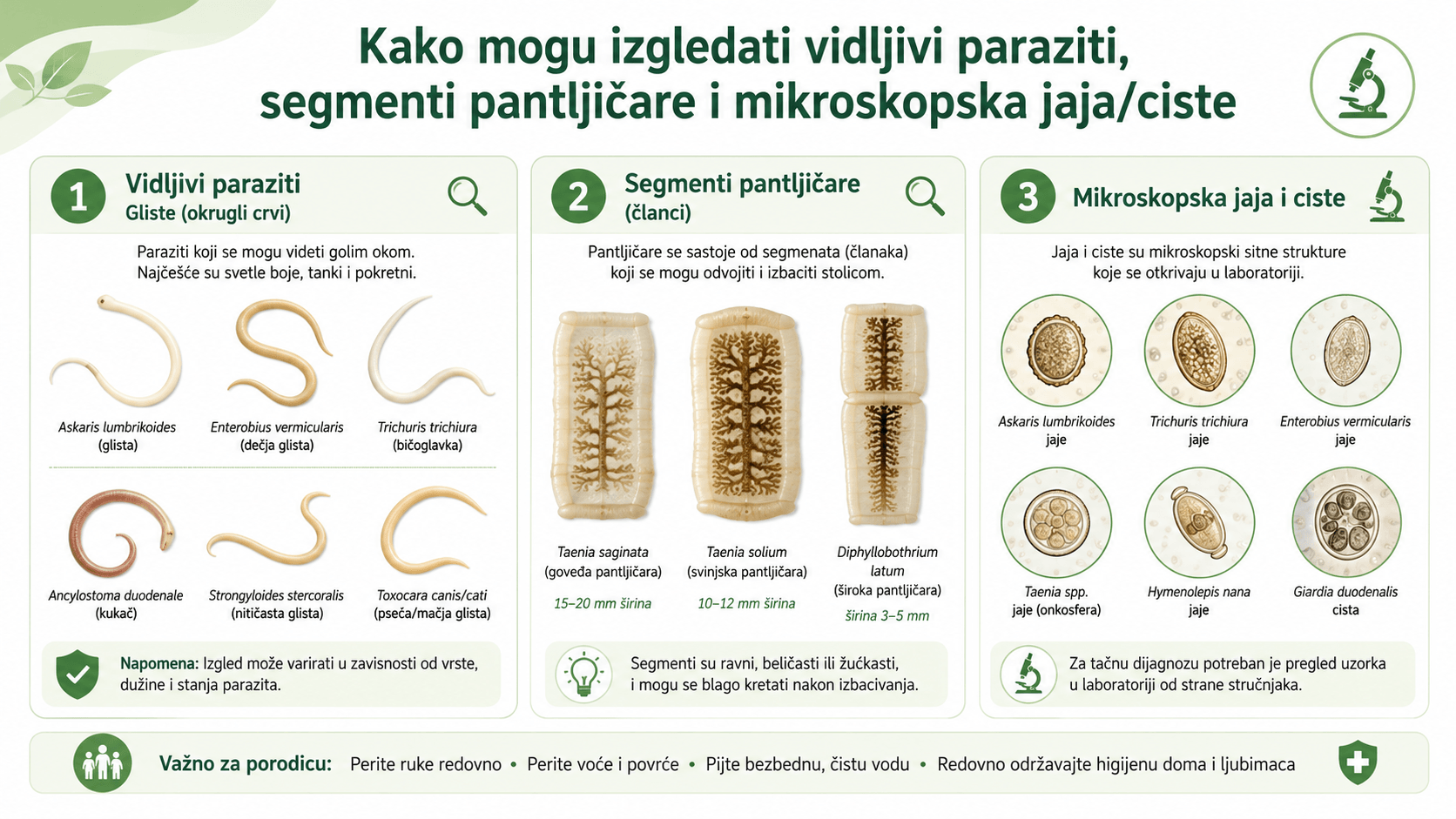Paraziti u stolici kako izgledaju gliste pantljičara i mikroskopski paraziti