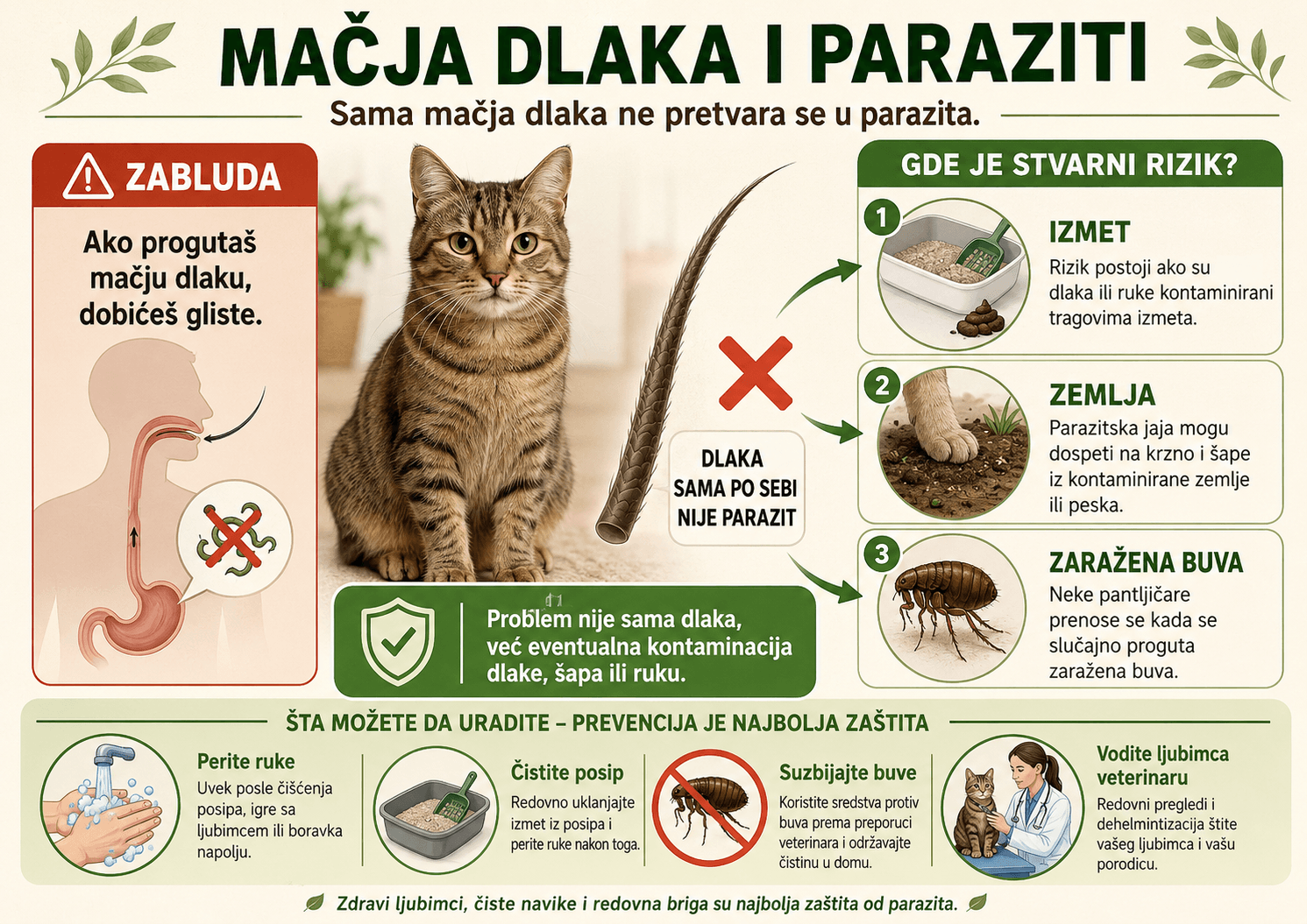Istina i zablude o mačjoj dlaci, glistama i prenošenju parazita na ljude